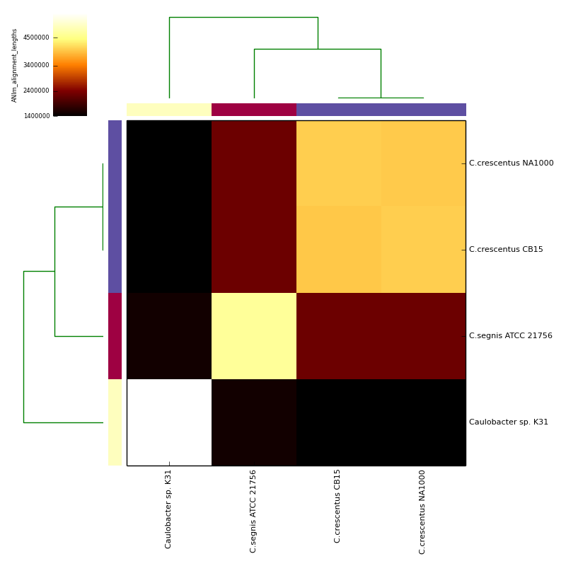 ANIm alignment length for *Caulobacter* test data